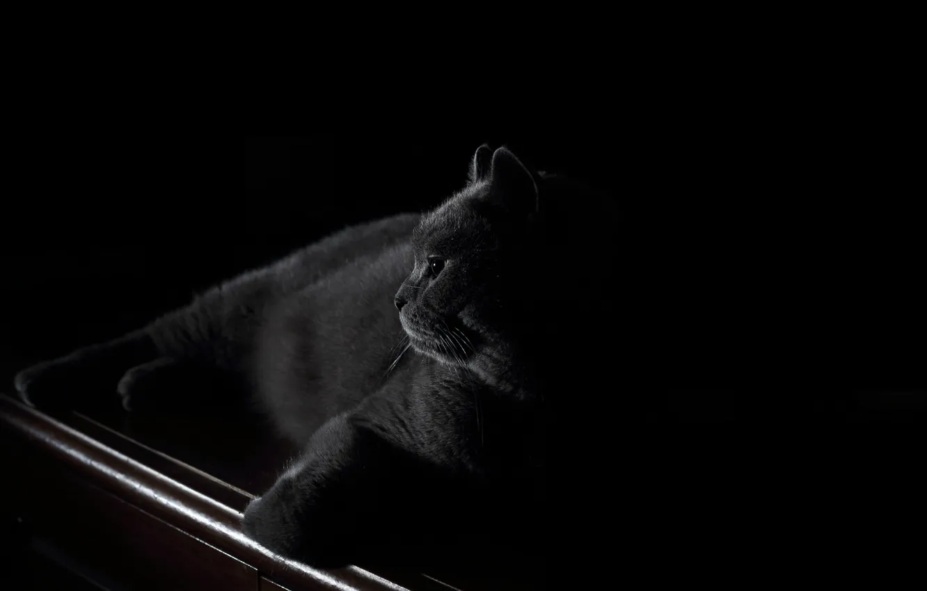 Фото обои взгляд, морда, ночь, отдых, спокойствие, лапки, черный фон, черный кот
