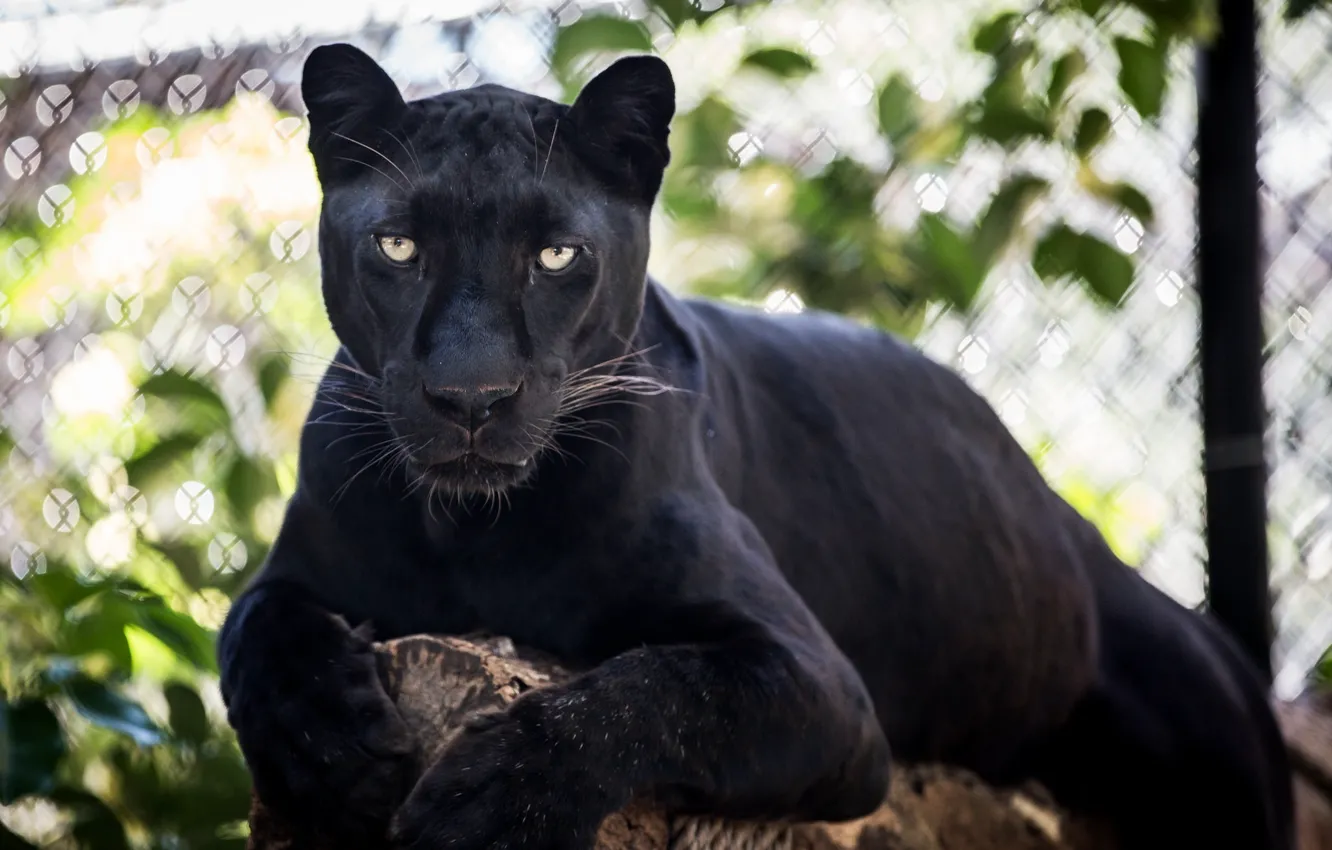 Фото обои морда, отдых, хищник, пантера, лежит, дикая кошка, © James Scott, чёрный леопард