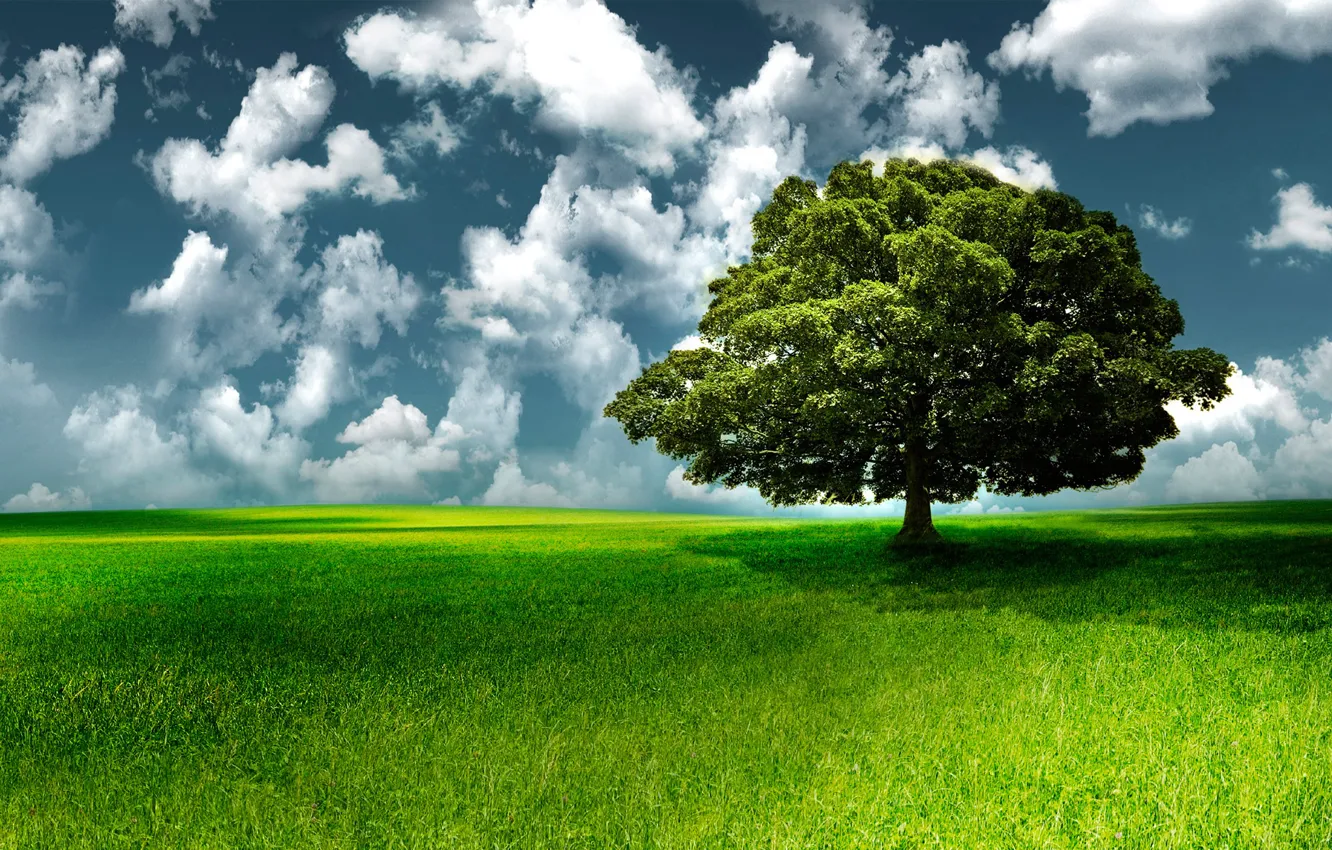 Фото обои небо, трава, облака, дерево