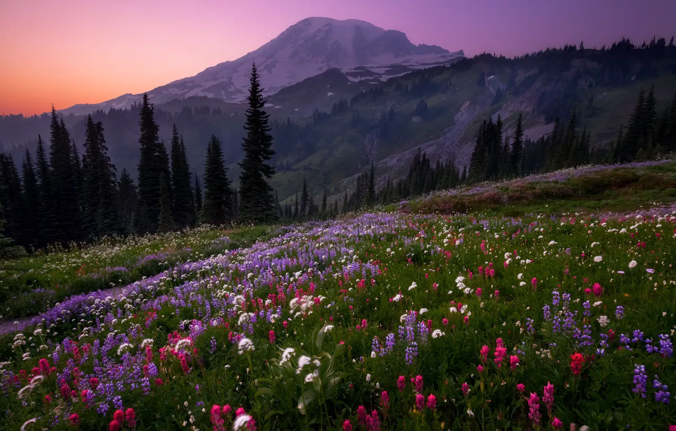 Фото обои лес, небо, цветы, горы, вечер, холм, Doug Shearer