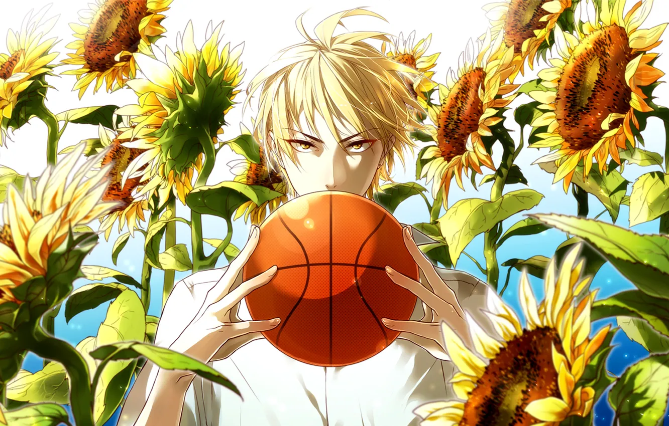 Фото обои взгляд, подсолнухи, мяч, парень, Kuroko No Basket, баскетбол Куроко, Ryouta, солнечный блик