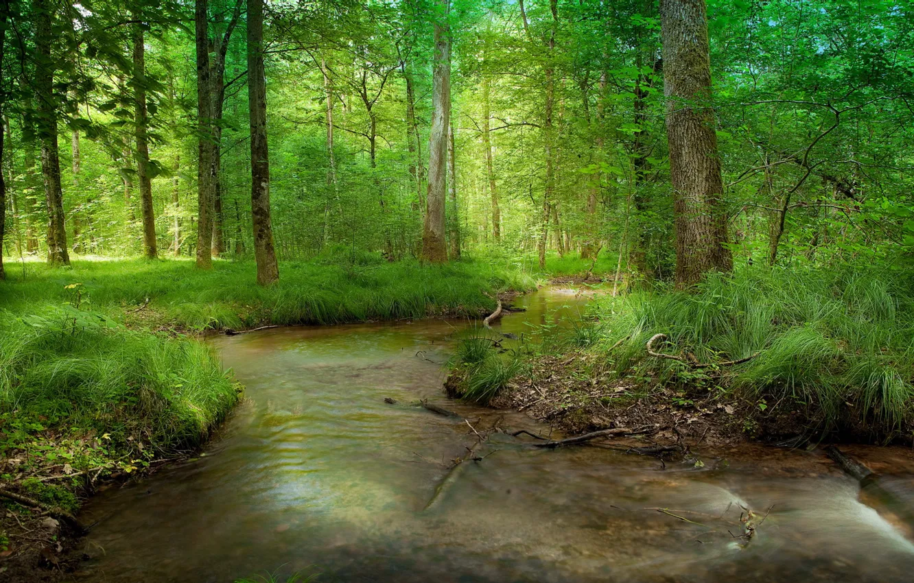 Фото обои лес, лето, природа, река