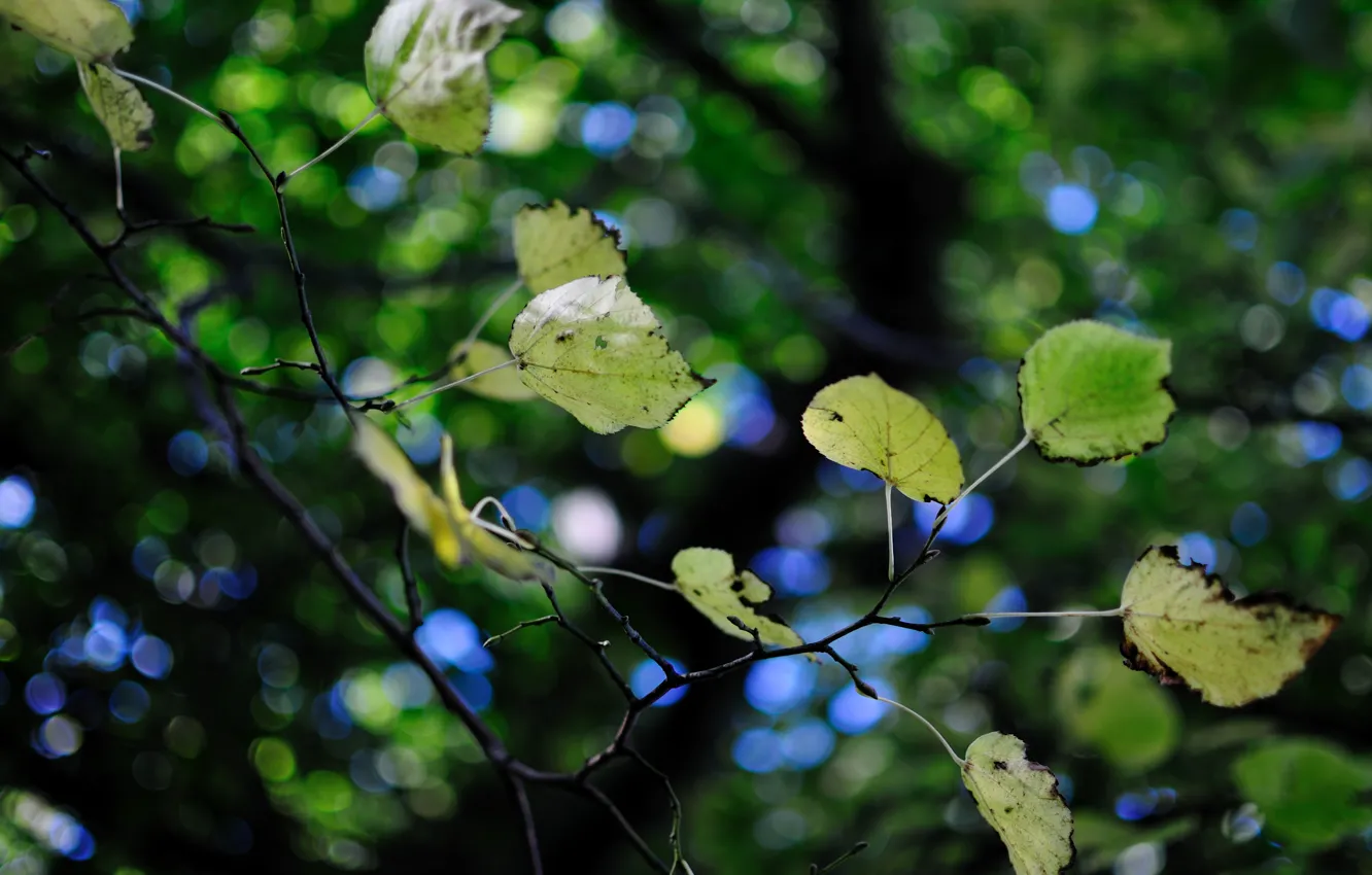 Фото обои зелень, блики, дерево, листва, размытость, ветвь, листики, боке