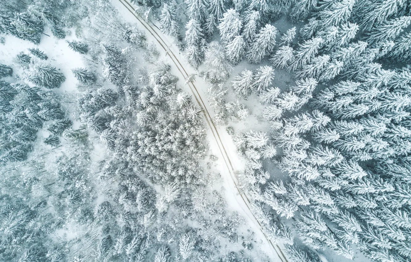 Фото обои зима, дорога, лес, природа, путь, елка, forest, road