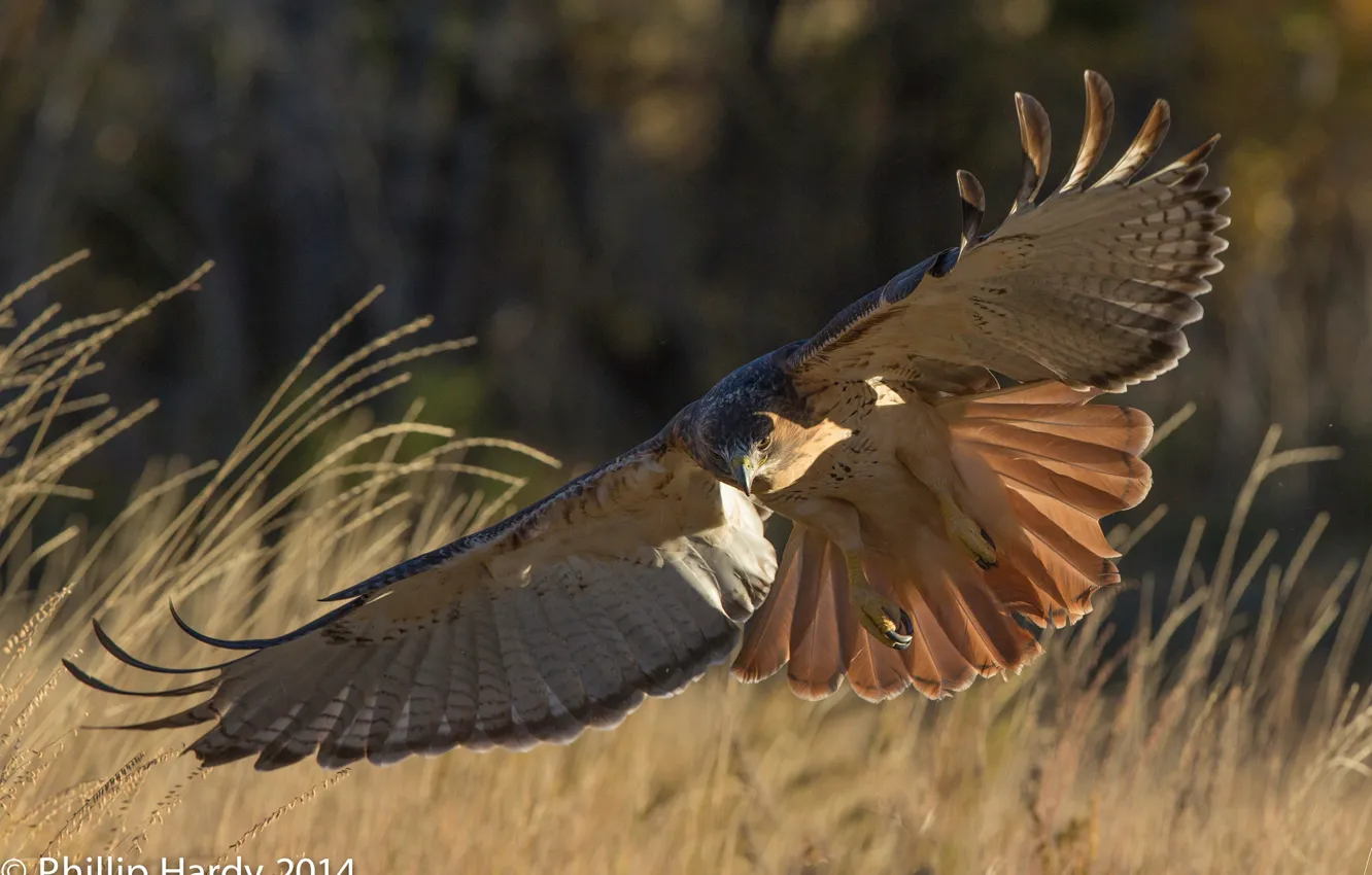 Фото обои трава, полет, природа, птица, крылья, хищник, парит