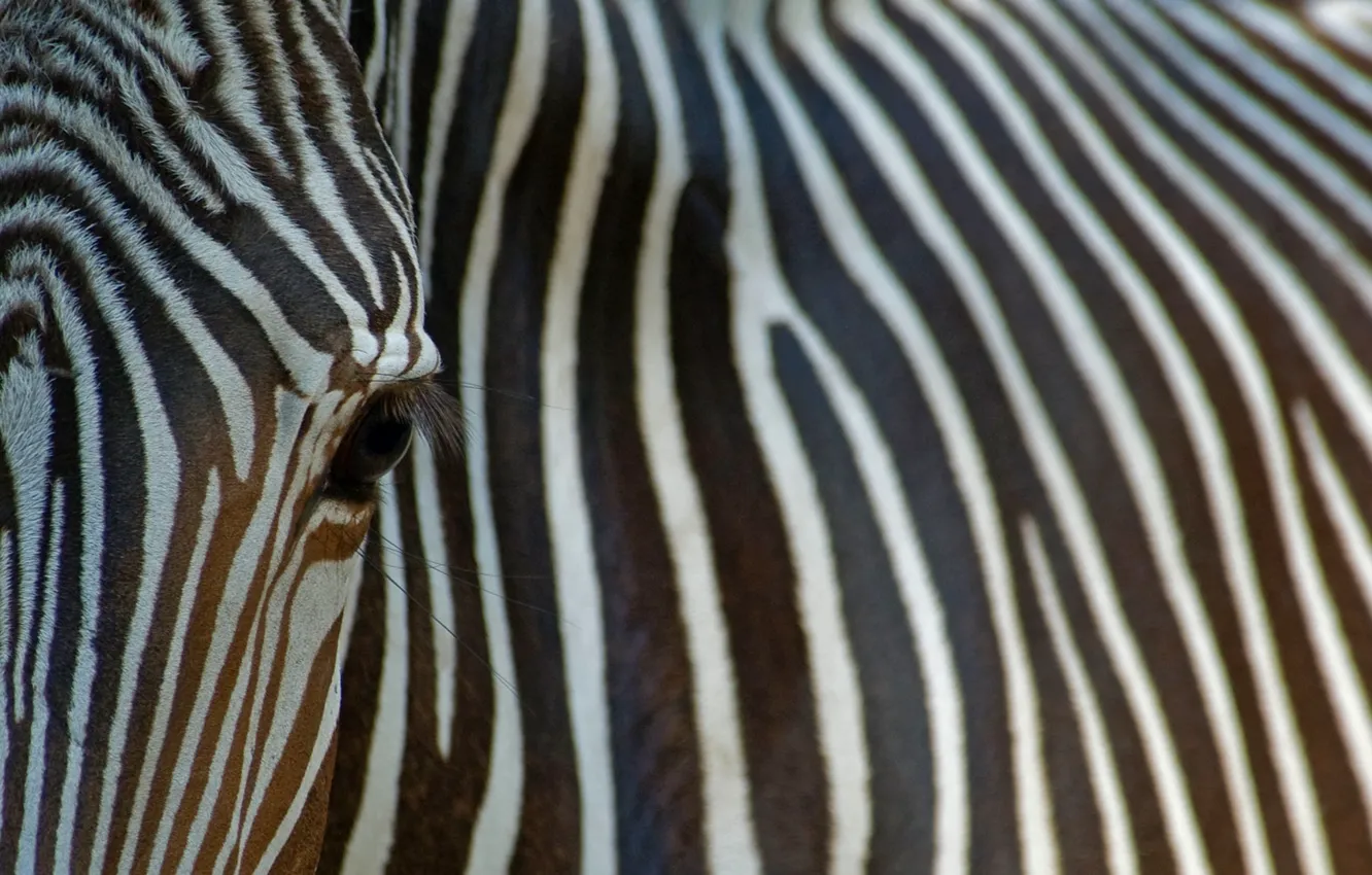 Фото обои исчезающий вид, пустынная зебра, Зебра Греви