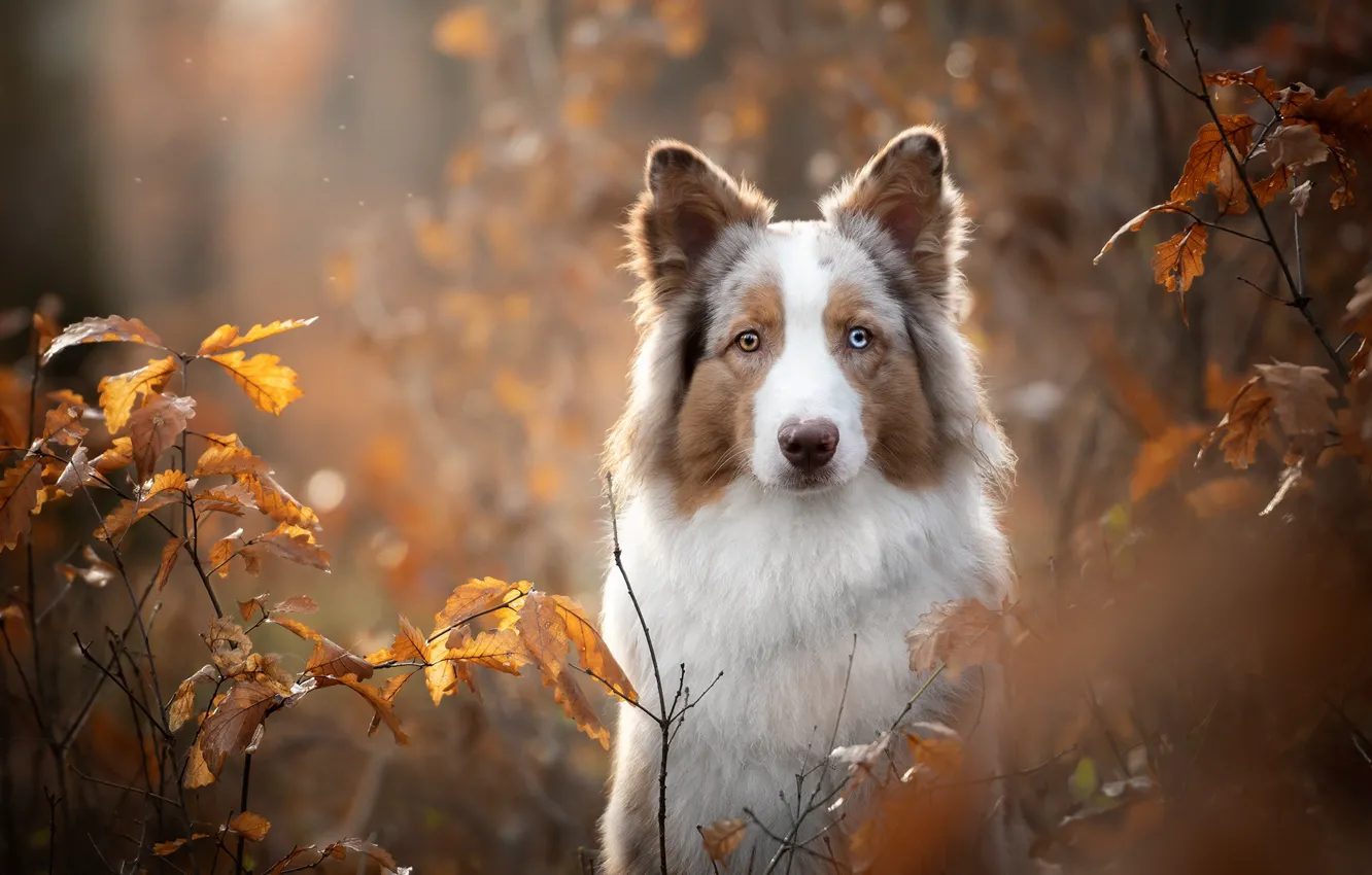 Фото обои осень, взгляд, морда, листья, ветки, портрет, собака, боке