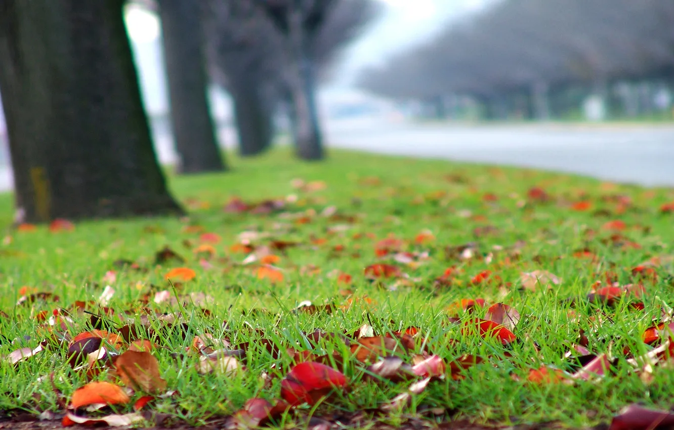 Фото обои дорога, осень, трава, деревья, газон, размытость, разноцветные, время года