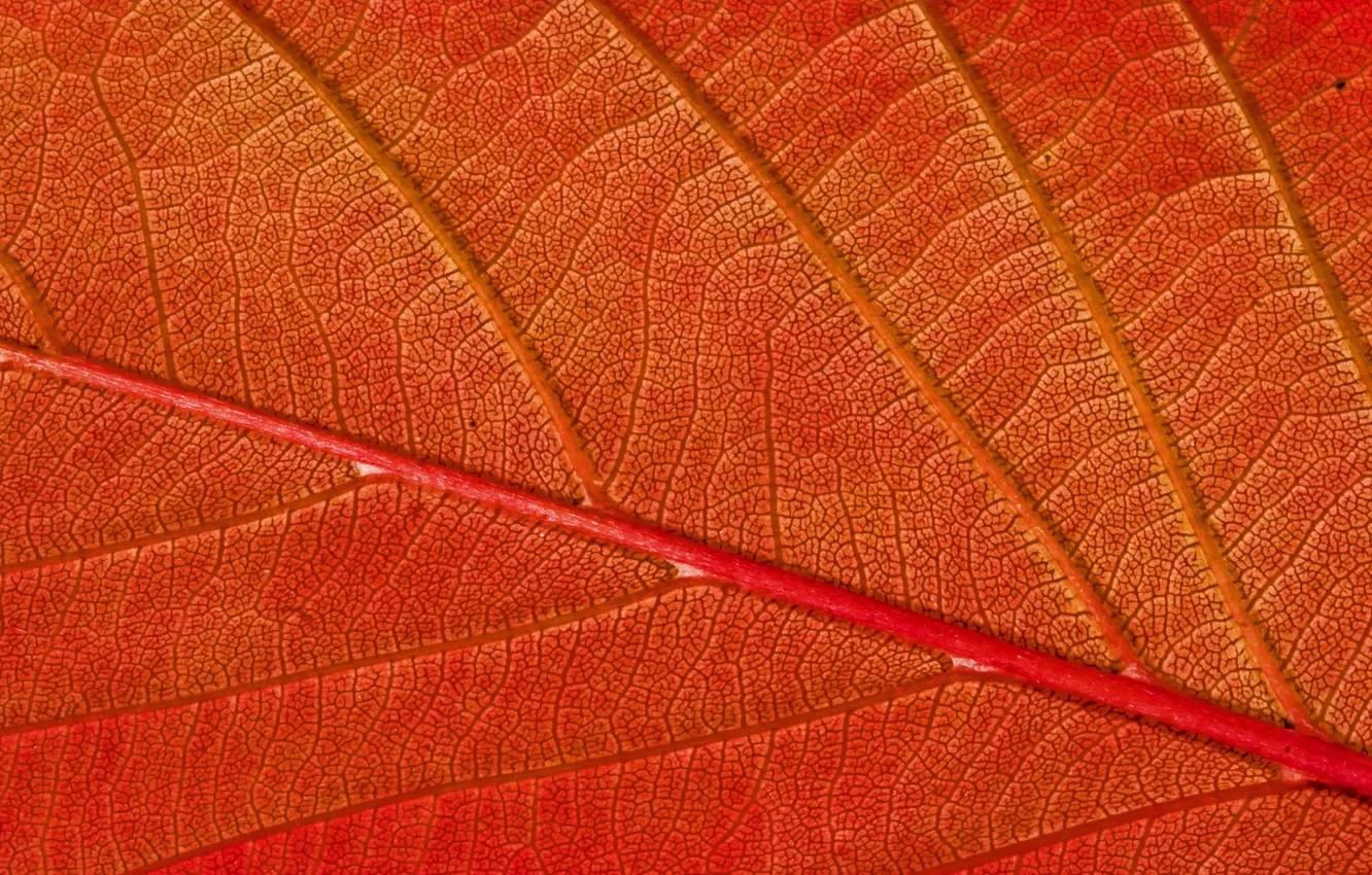 Фото обои Red, autumn, pattern, leaf