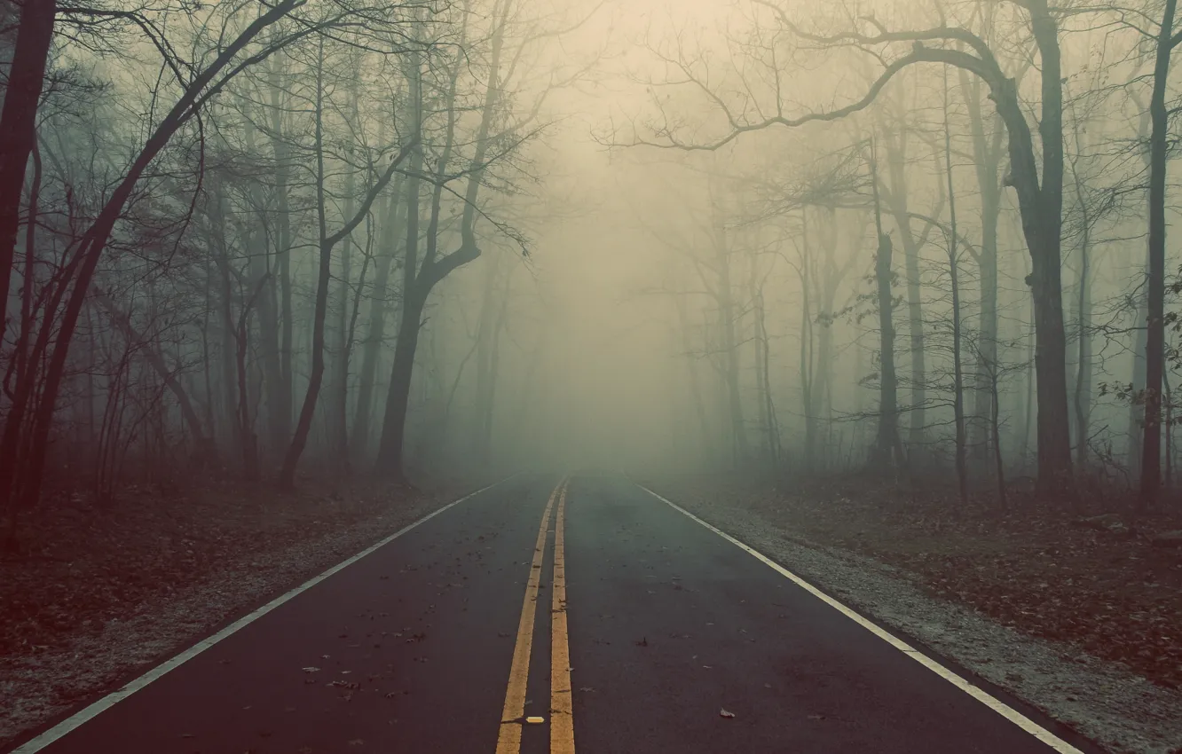 Фото обои дорога, лес, деревья, туман, трасса