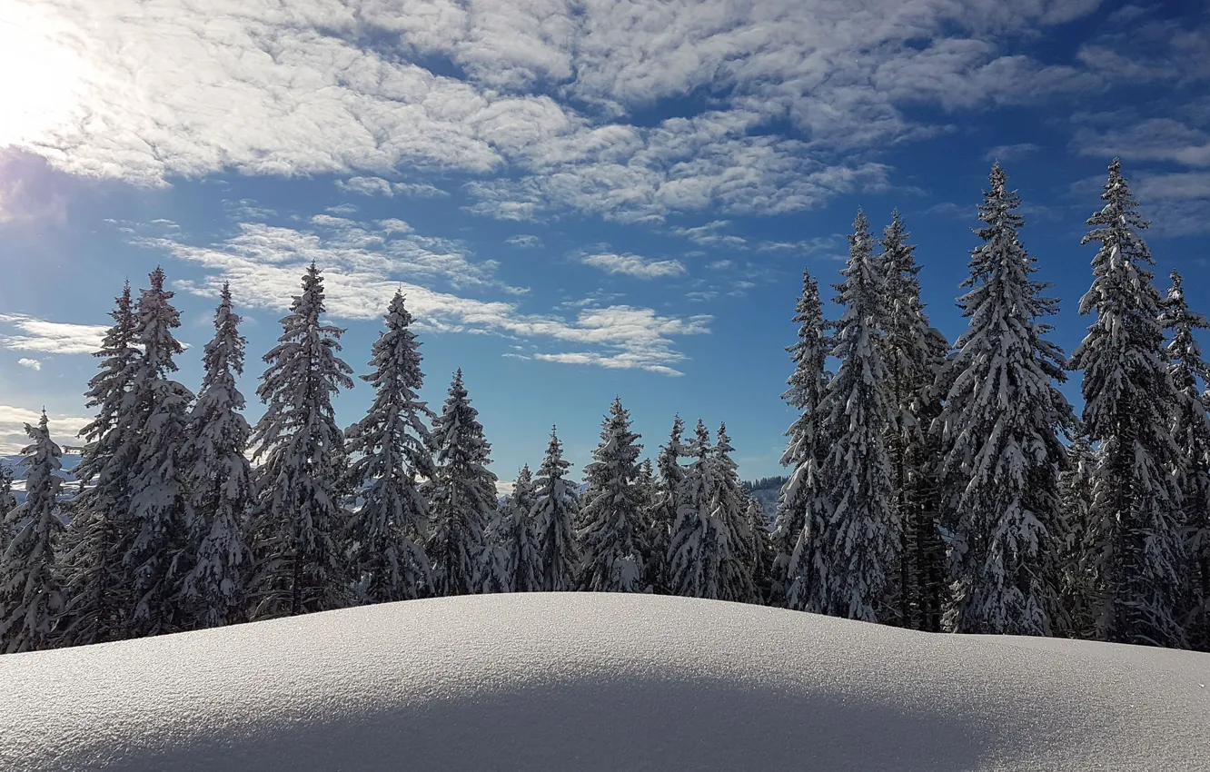 Фото обои зима, лес, небо, снег, Франция, ели, сугробы
