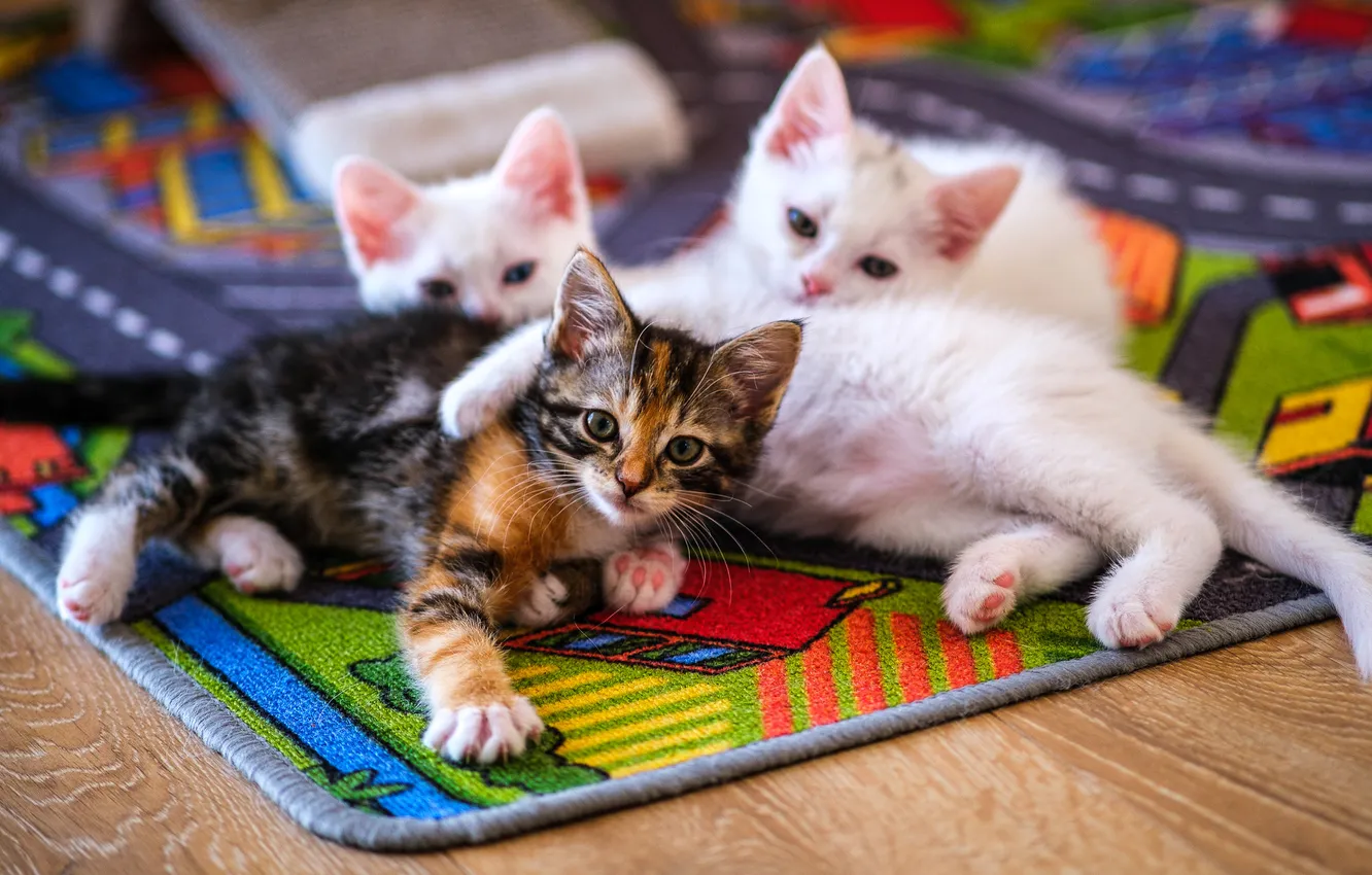 Фото обои семья, котята, коврик