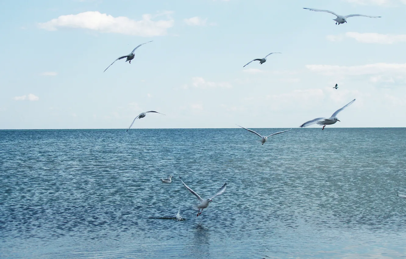 Фото обои море, вода, полет, чайки, штиль, синяя, голубая, бакланы