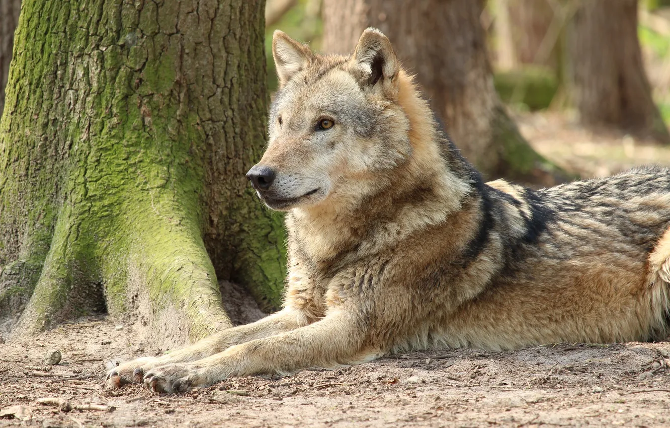 Фото обои nature, snow, predator, face, animal, wolf, wolves, wildlife