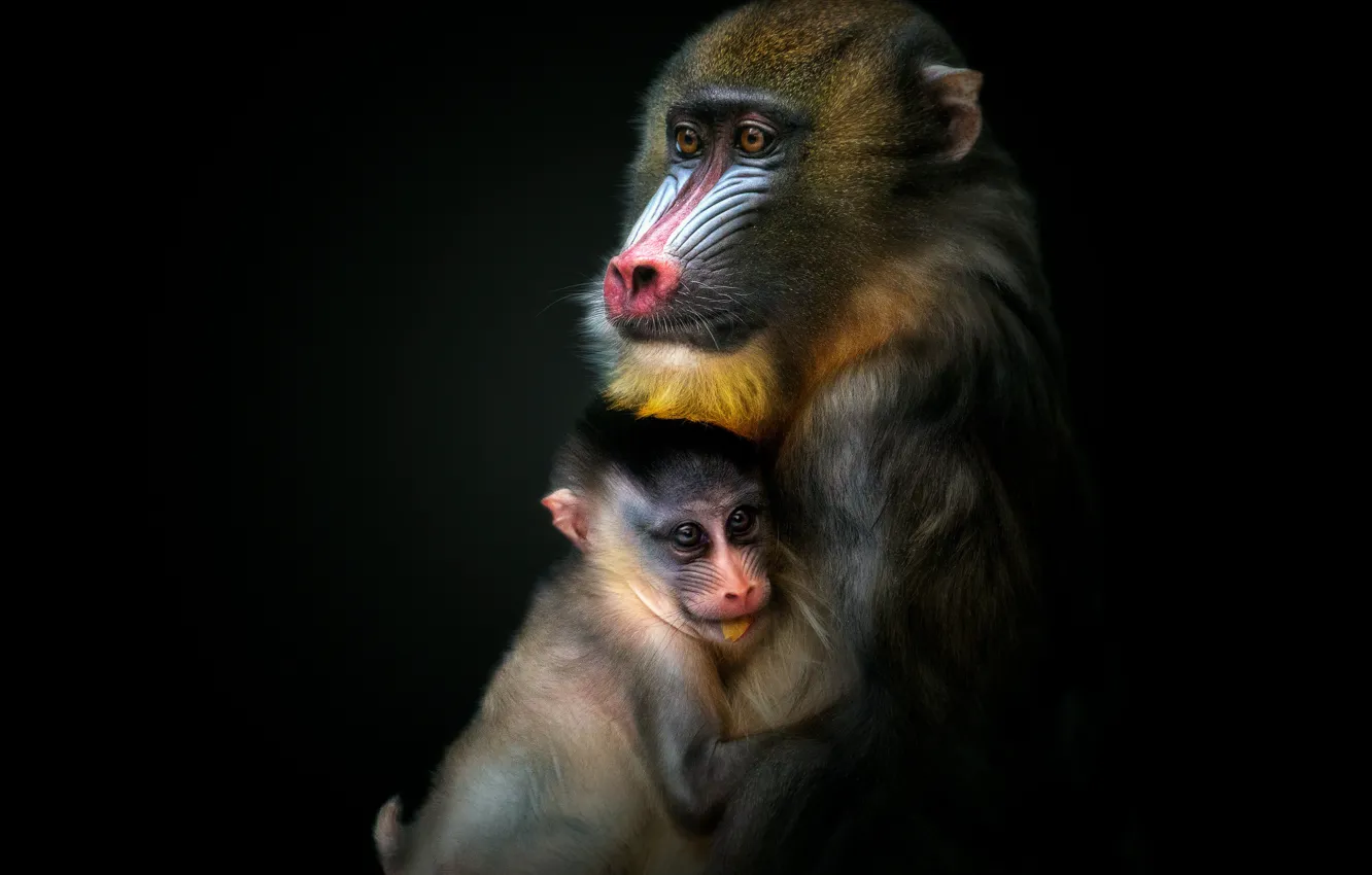 Фото обои обезьяна, обезьяны, детеныш, чёрный фон, тёмный фон