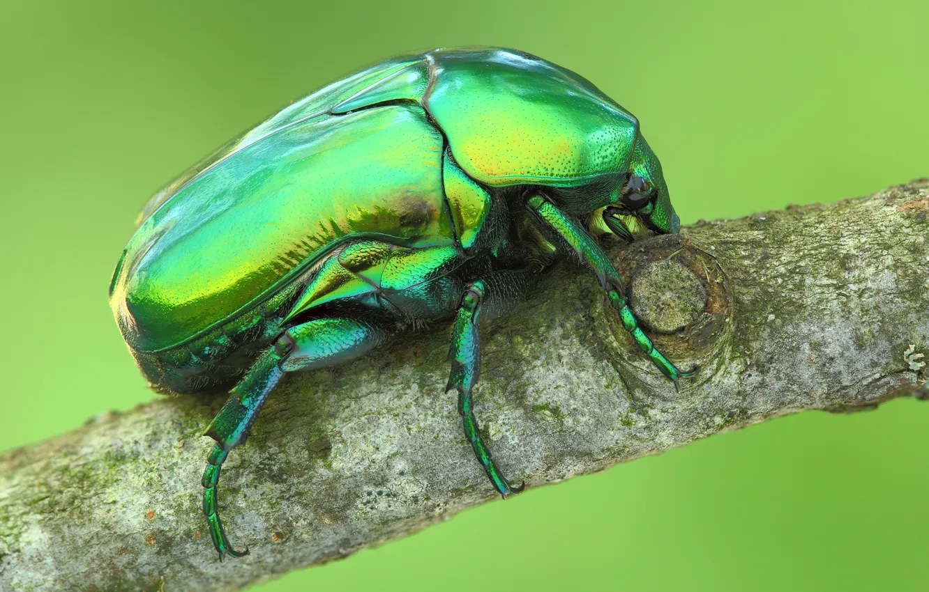 Фото обои деревья, ветки, жук, насекомое, обои от lolita777, бронзовка золотистая