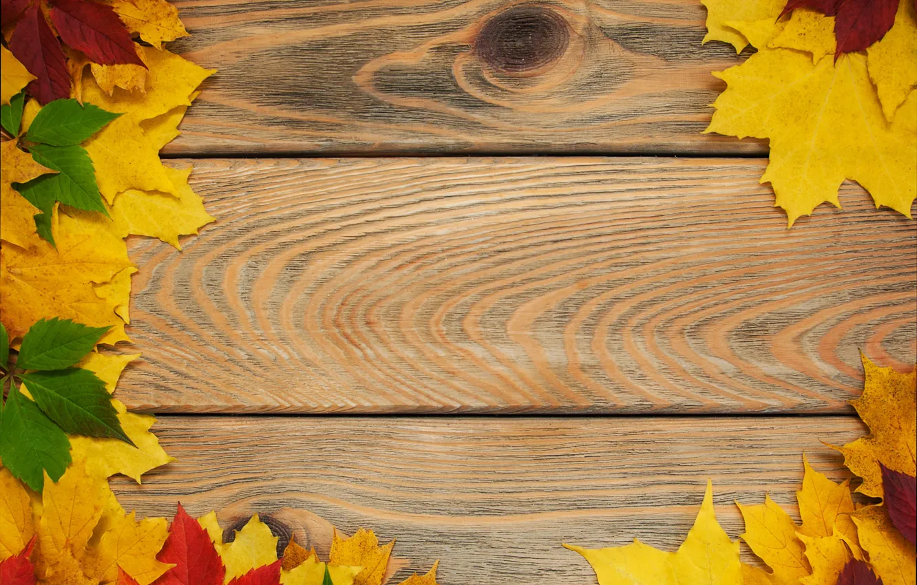 Фото обои осень, листья, фон, доски, colorful, клен, wood, autumn