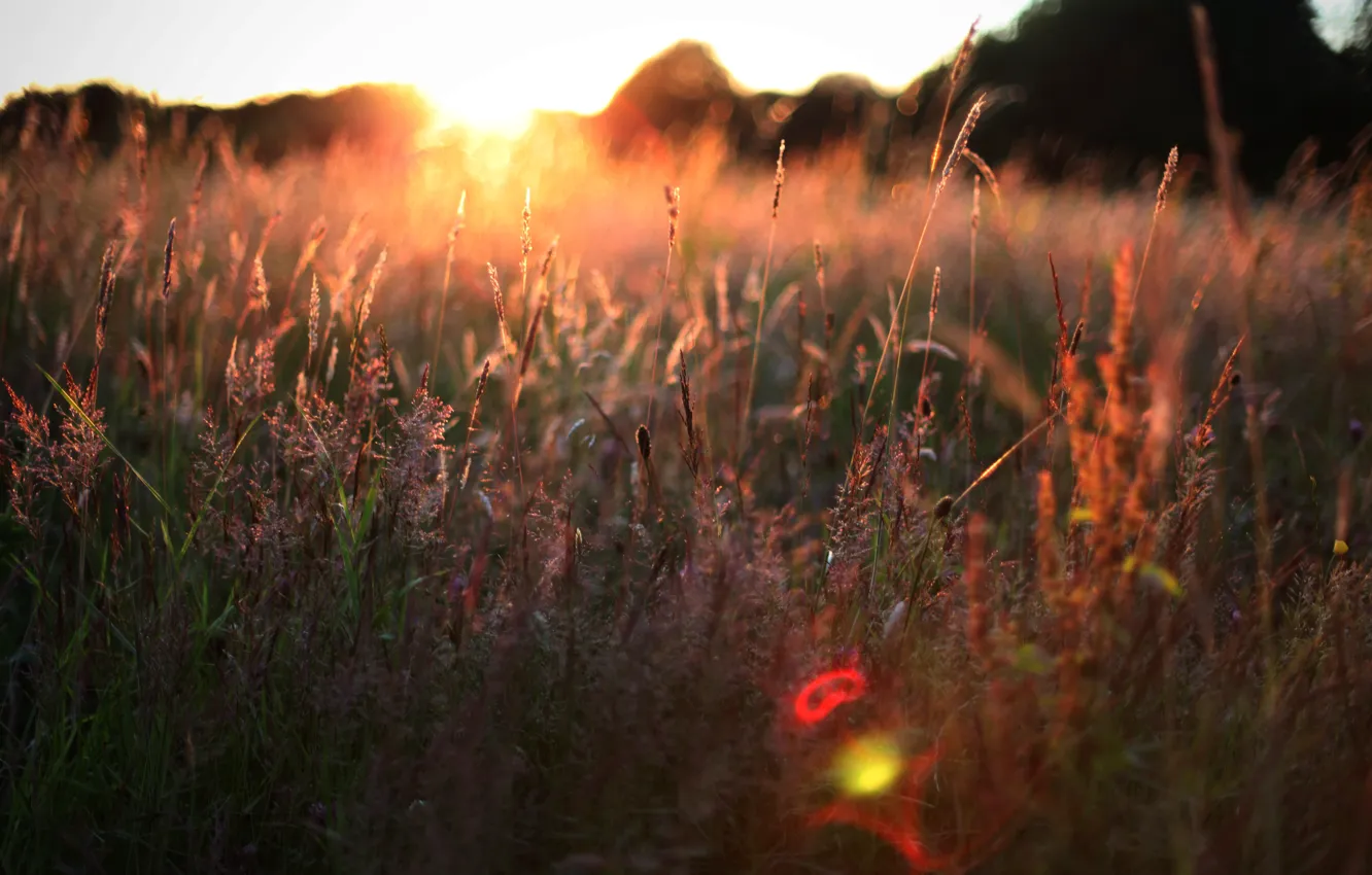 Фото обои поле, лето, трава, солнце
