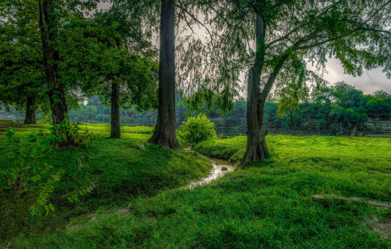Фото обои трава, деревья, река, фото, поляна
