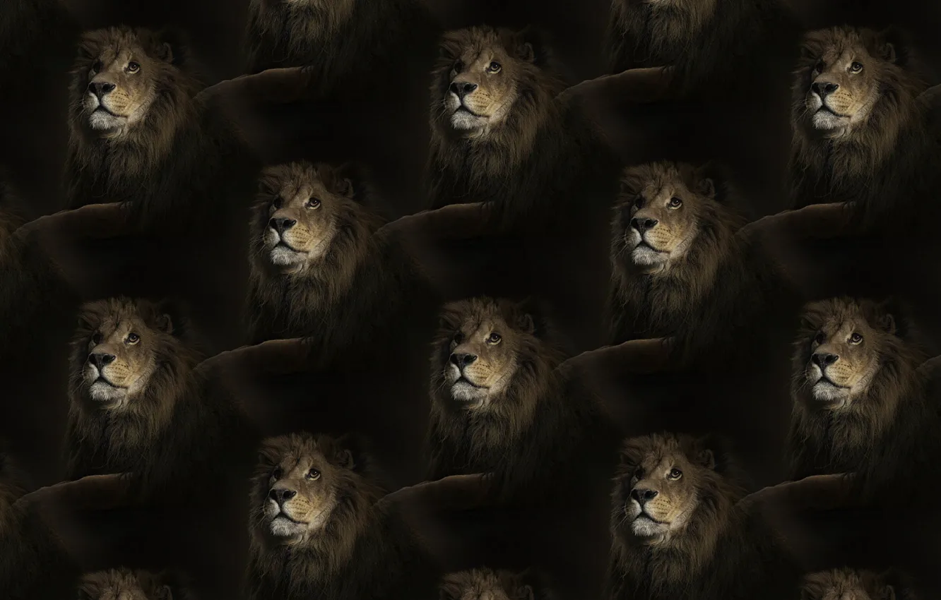 Фото обои текстура, лев, царь, грива