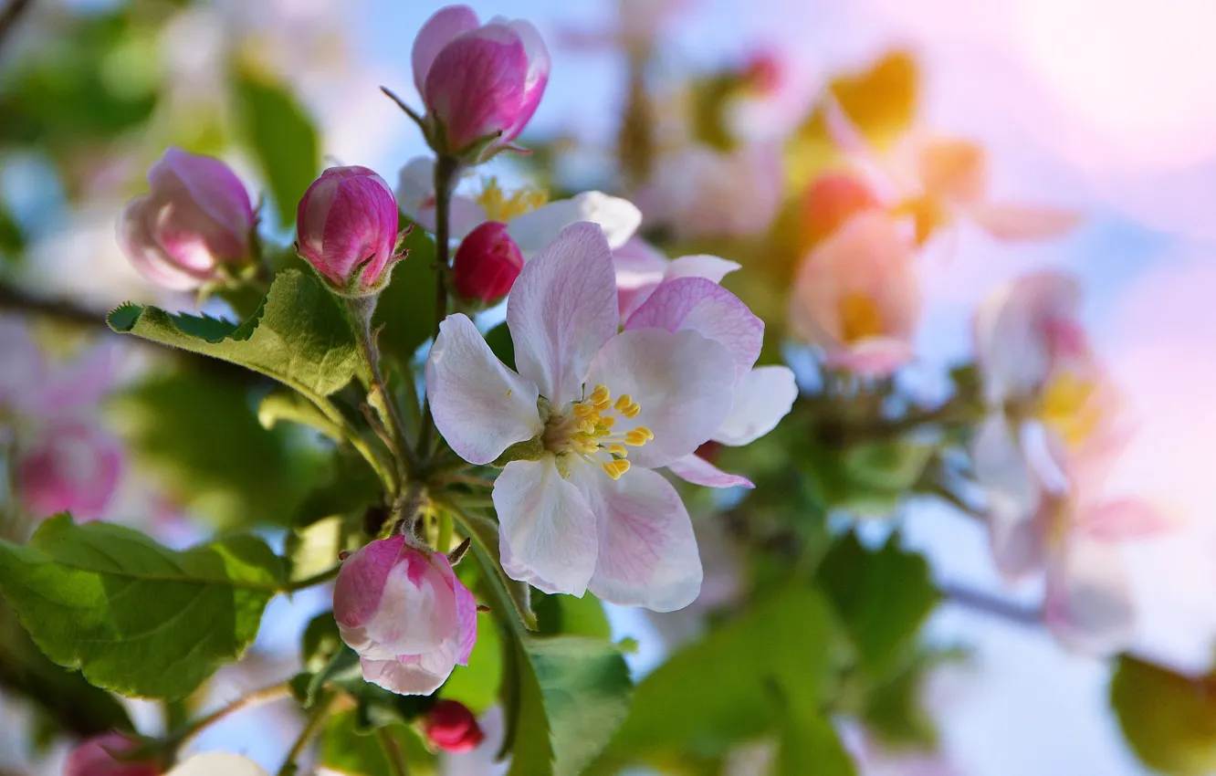 Фото обои весна, яблоня, цветение, Gаbor Adonyi