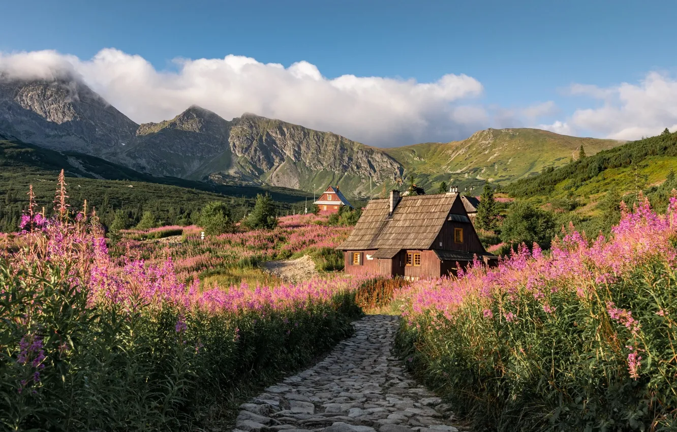 Фото обои лето, цветы, горы, Польша, домики, тропинка, Татры, иван-чай