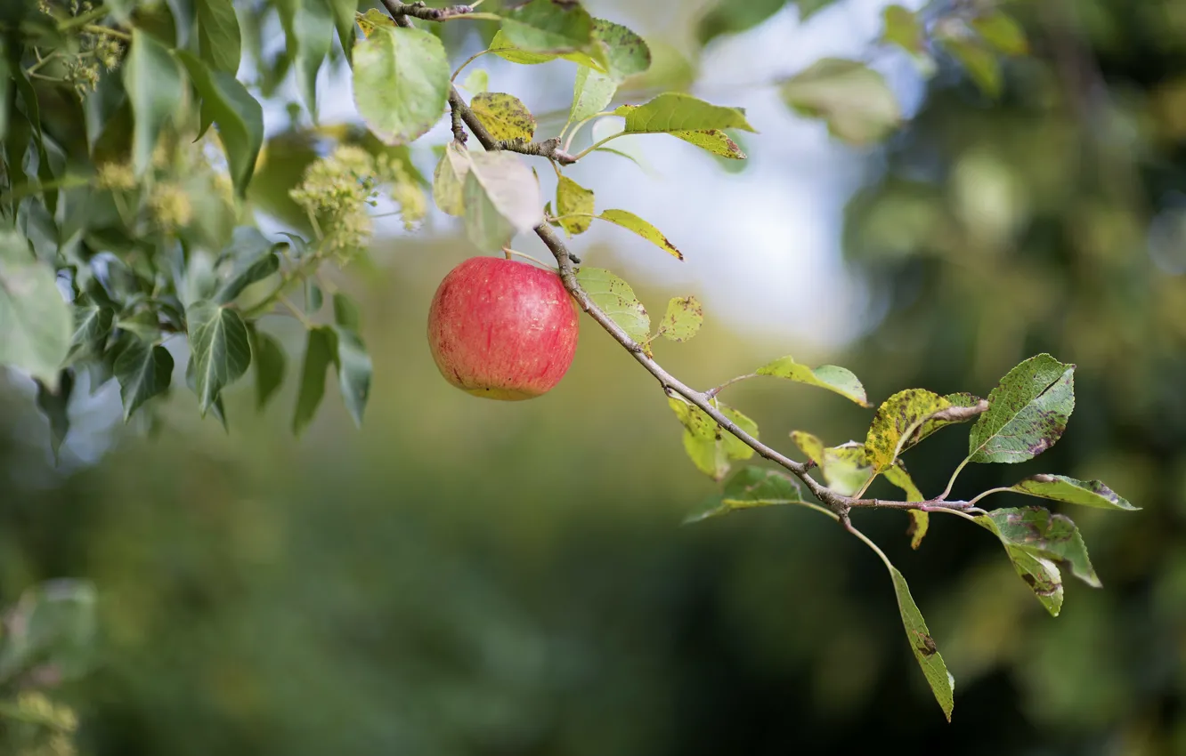 Фото обои листья, природа, яблоко, ветка, яблоня