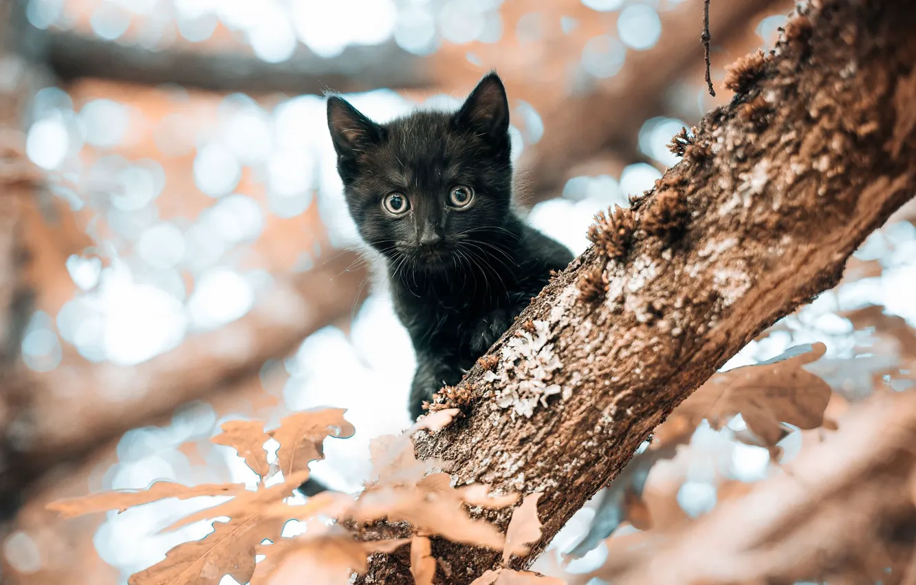 Фото обои кошка, взгляд, листья, котенок, дерево, черный, маленький, мордочка