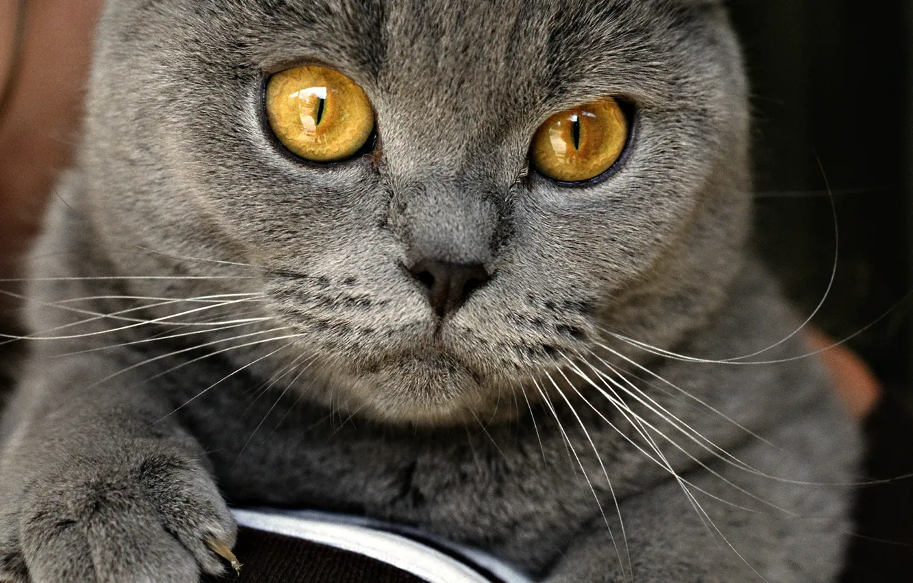 Фото обои глаза, кот, серый, на диване, британец, домашний