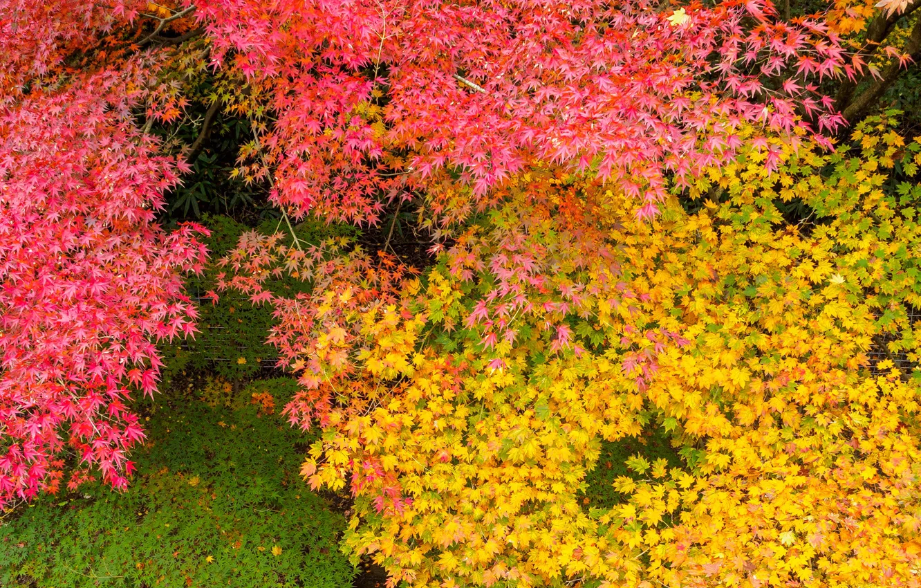 Фото обои осень, листья, парк, краски, Япония, клен, багрянец