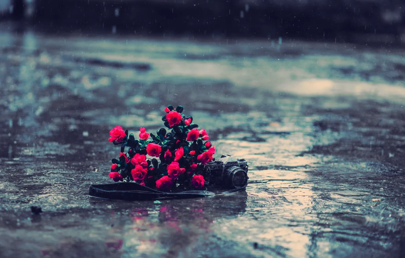 Фото обои асфальт, вода, цветы, фон, дождь, земля, обои, настроения