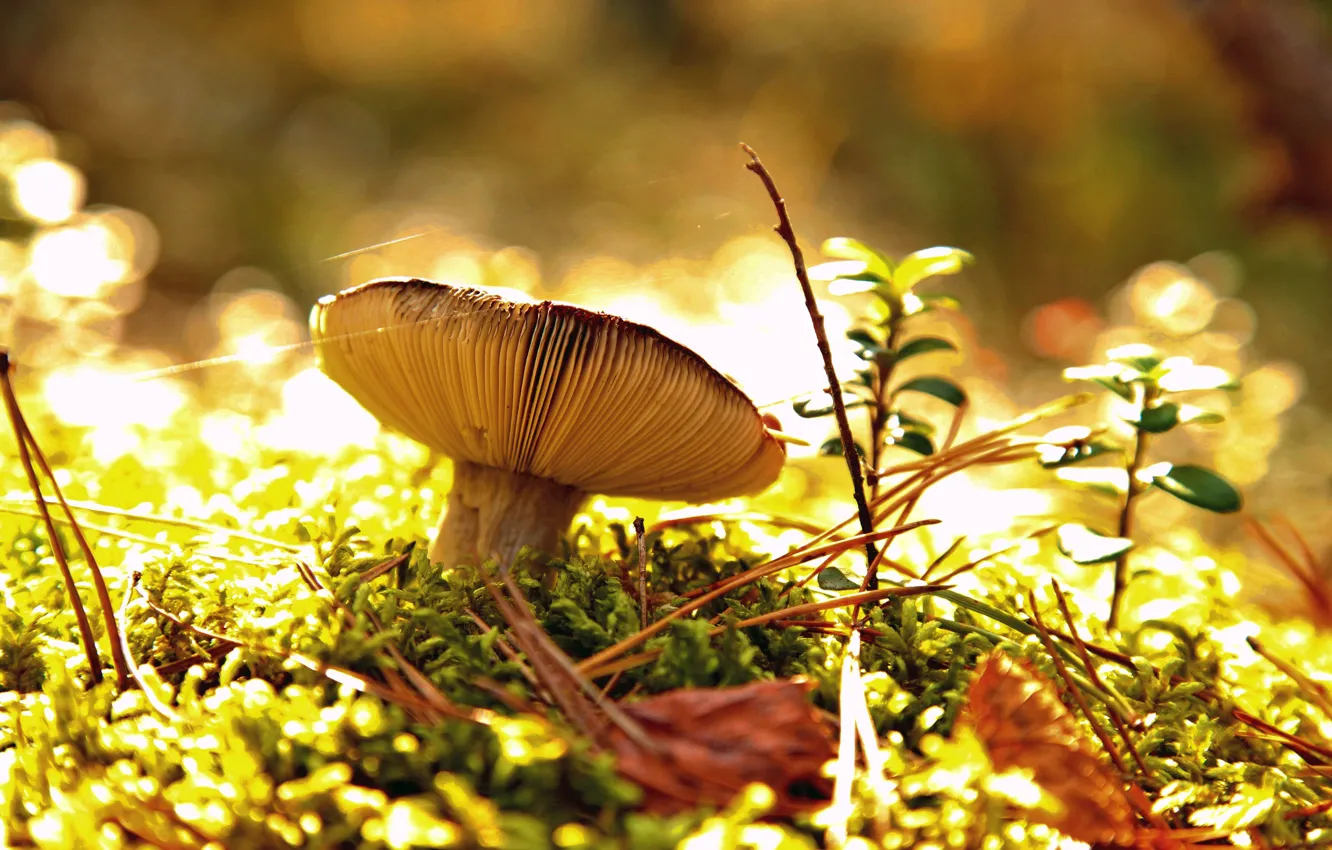 Фото обои осень, лес, гриб