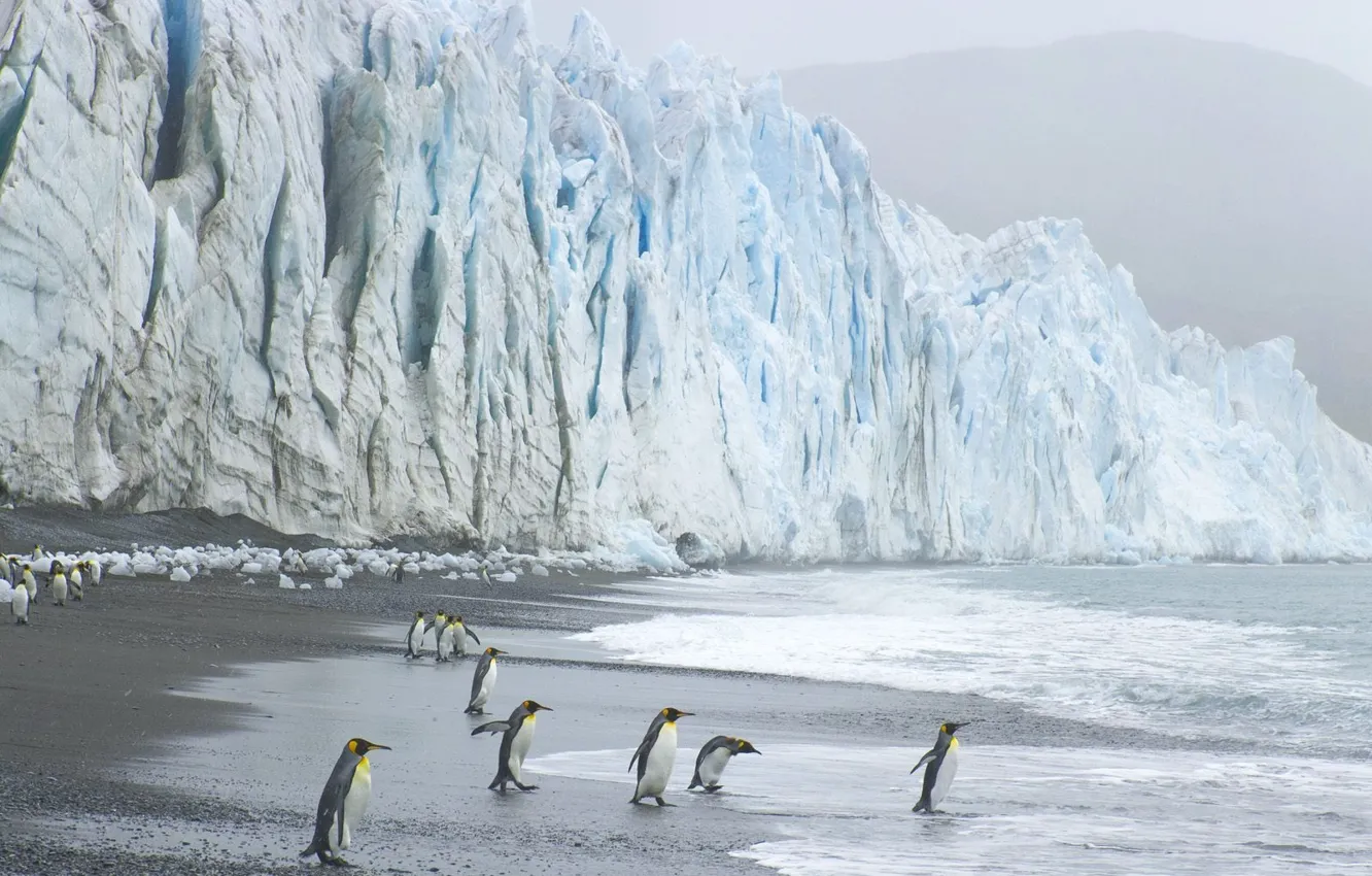 Фото обои волны, пингвины, ледник