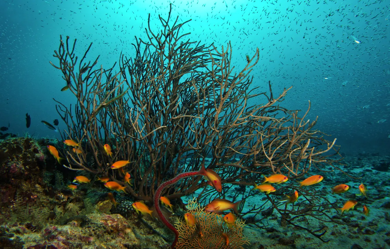 Фото обои рыбы, океан, кораллы, подводный мир