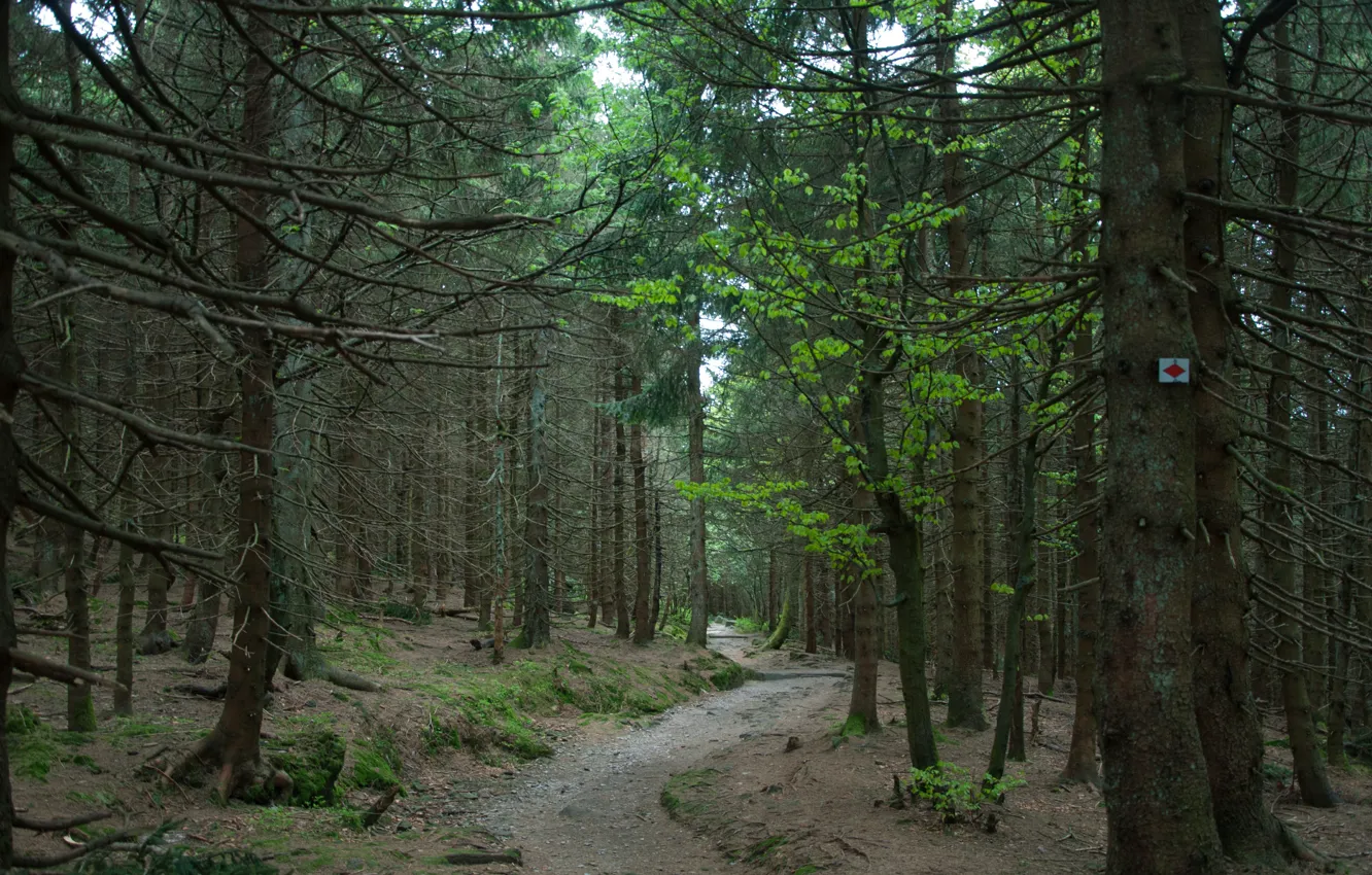 Фото обои лес, Природа, тропа, forest, nature, path