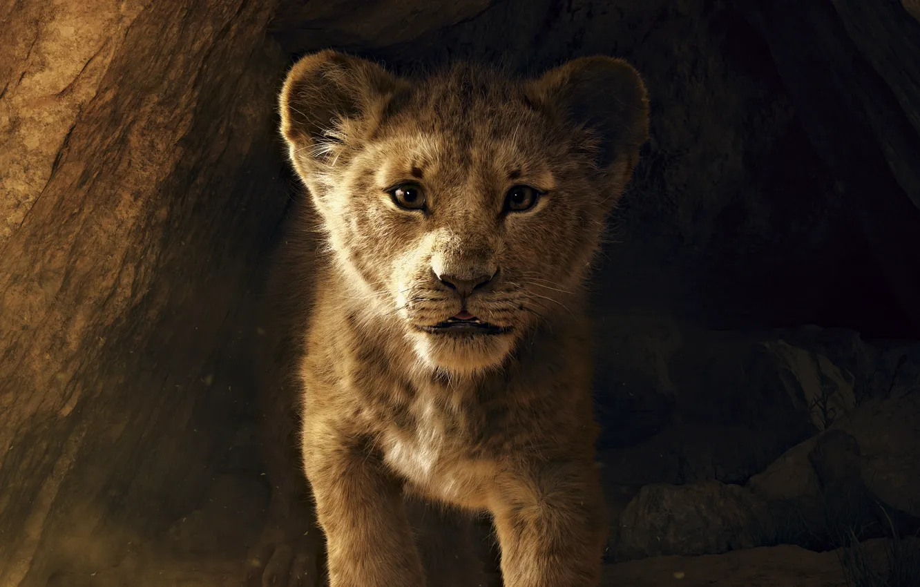 Фото обои lion, disney, movies, simba, 2019 movies, the lion king