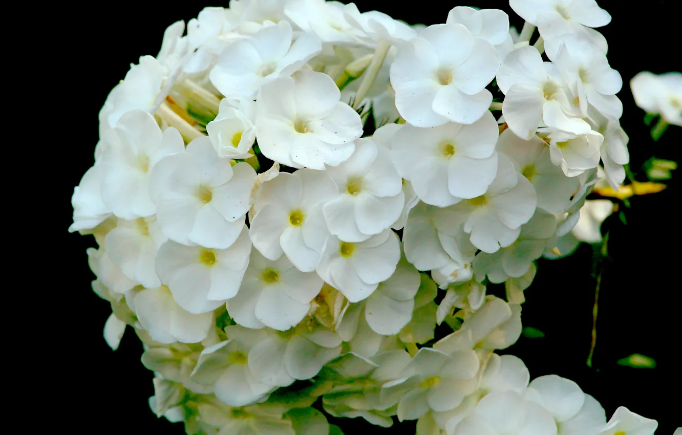 Фото обои white, blooming, phlox