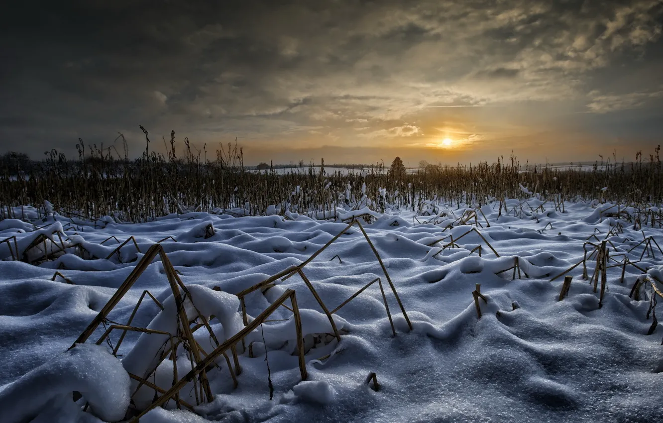 Фото обои зима, поле, небо, солнце, снег