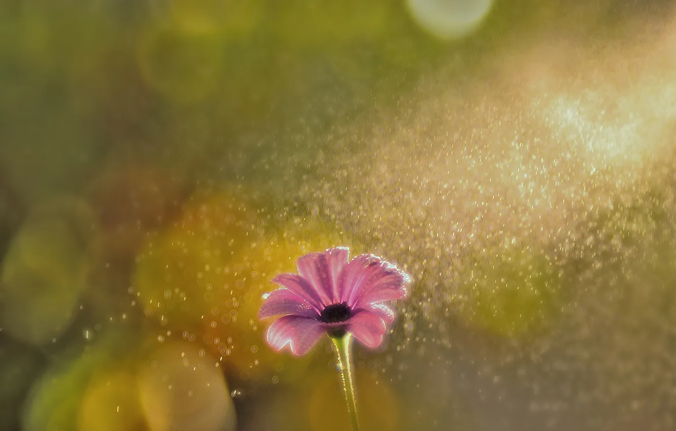 Фото обои цветок, блики, розовый, лепестки, боке, Маргаритка, под дождём