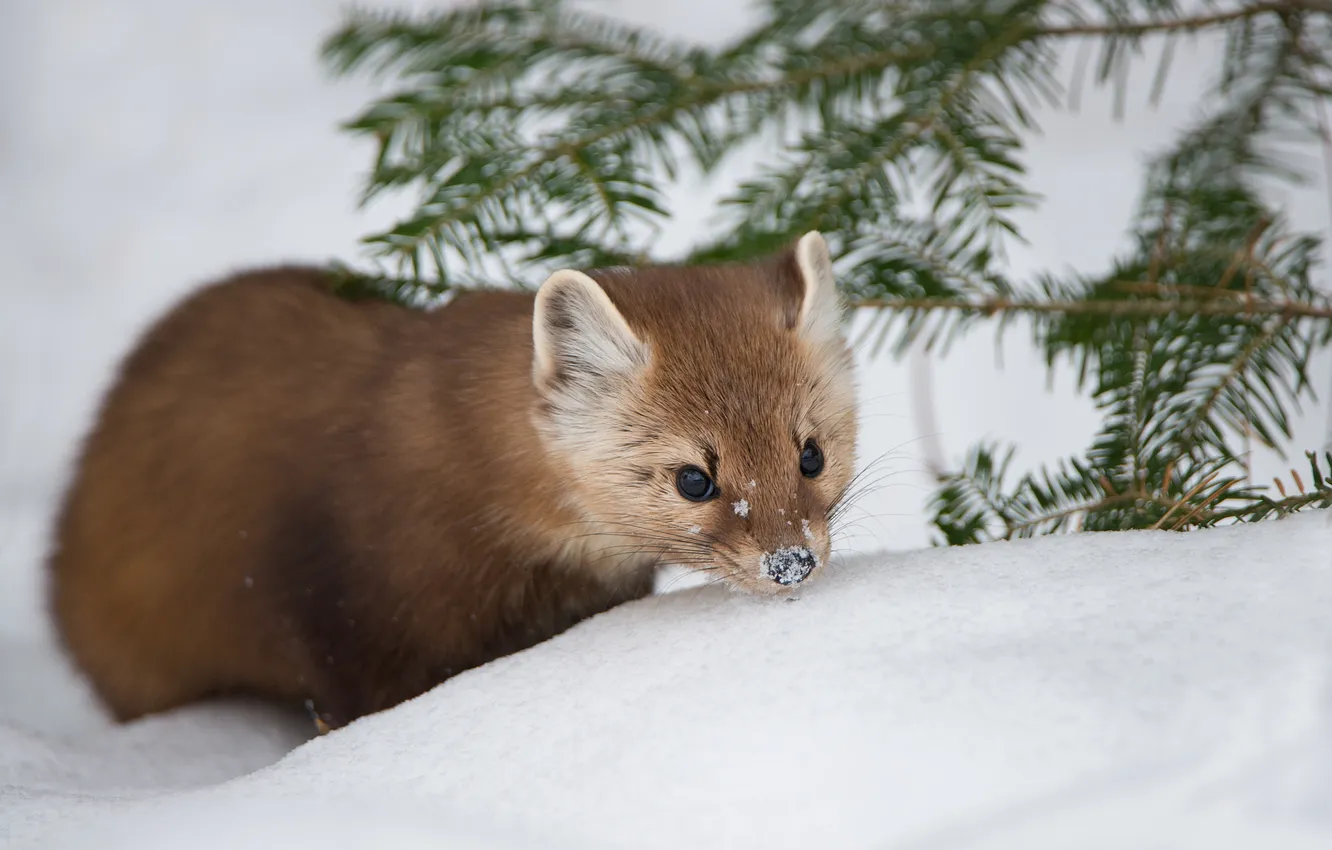 Фото обои зима, снег, природа, Pine Marten