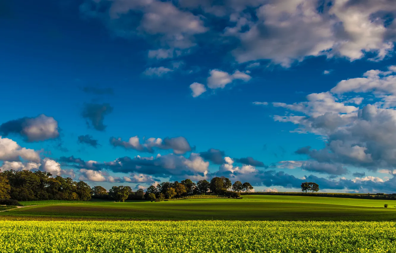 Фото обои поле, небо, трава, облака, деревья, фермы