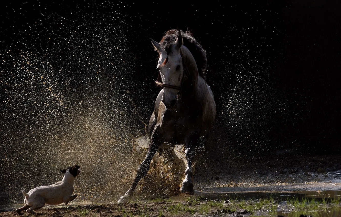 Фото обои брызги, лошадь, собака