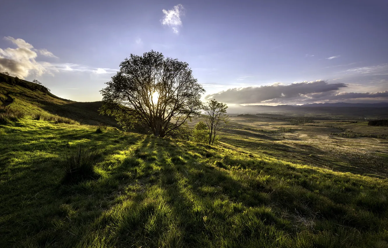 Фото обои поле, пейзаж, дерево, утро