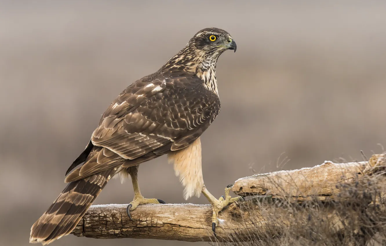 Фото обои фон, птица, хищник