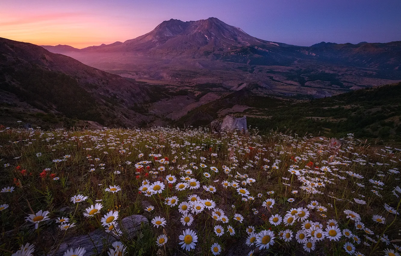Фото обои цветы, горы, ромашки