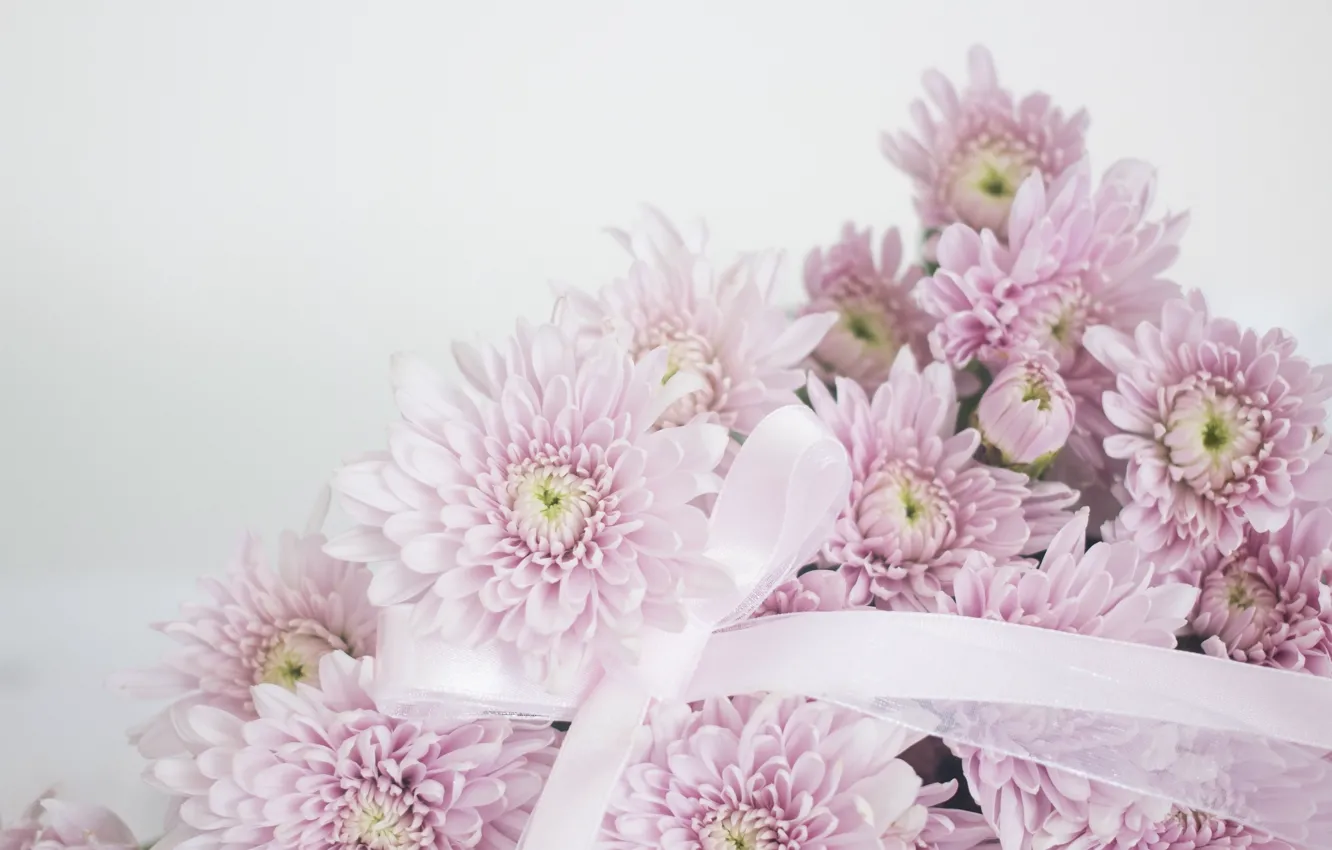 Фото обои макро, цветы, Хризантемы розовые