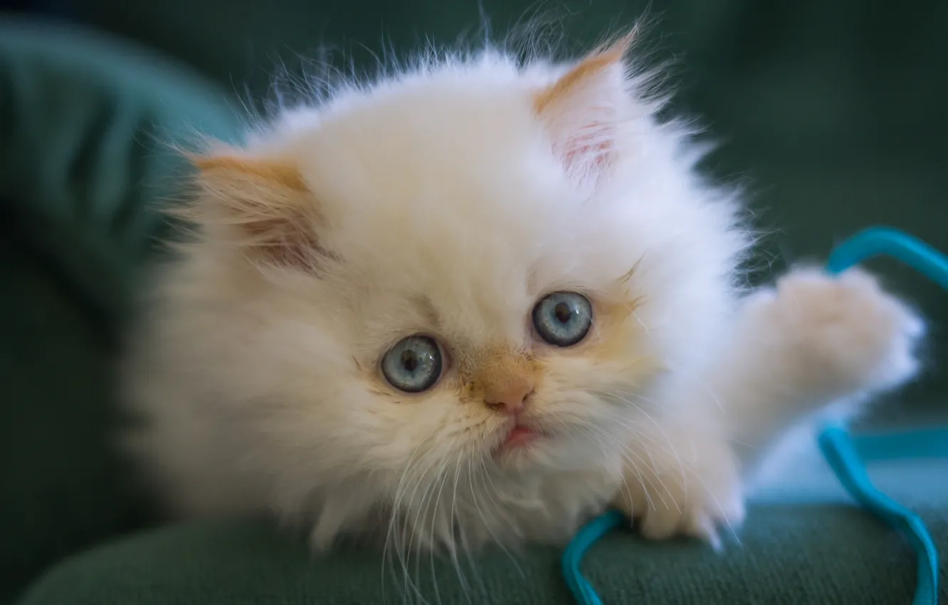 Фото обои белый, взгляд, пушистый, мордочка, котёнок, голубые глаза