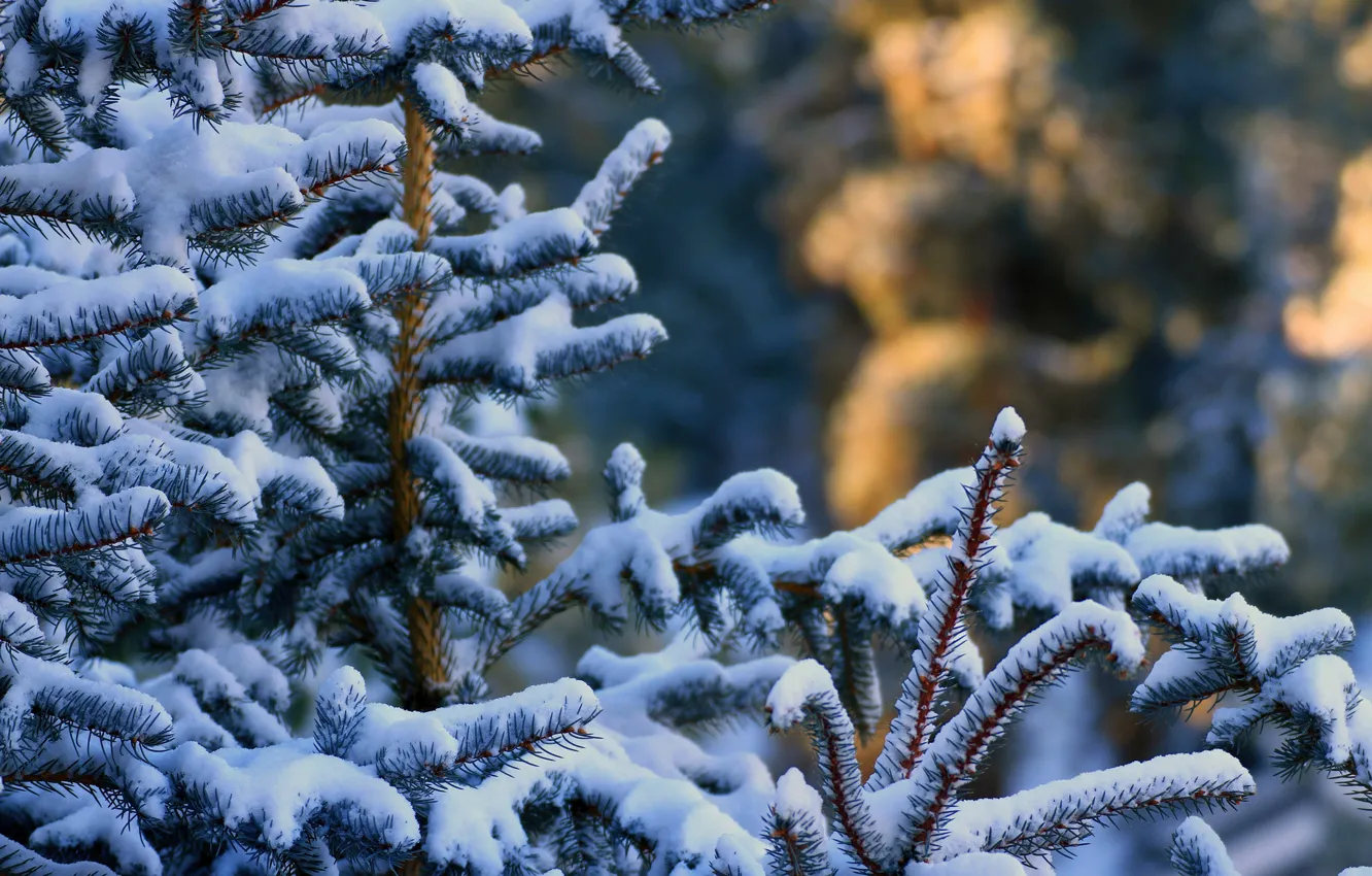 Фото обои зима, лес, снег, иголки, ветки, елка