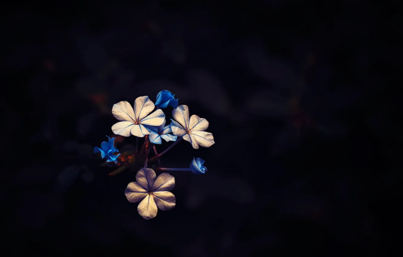 Фото обои фон, цветочки, Little Bloom
