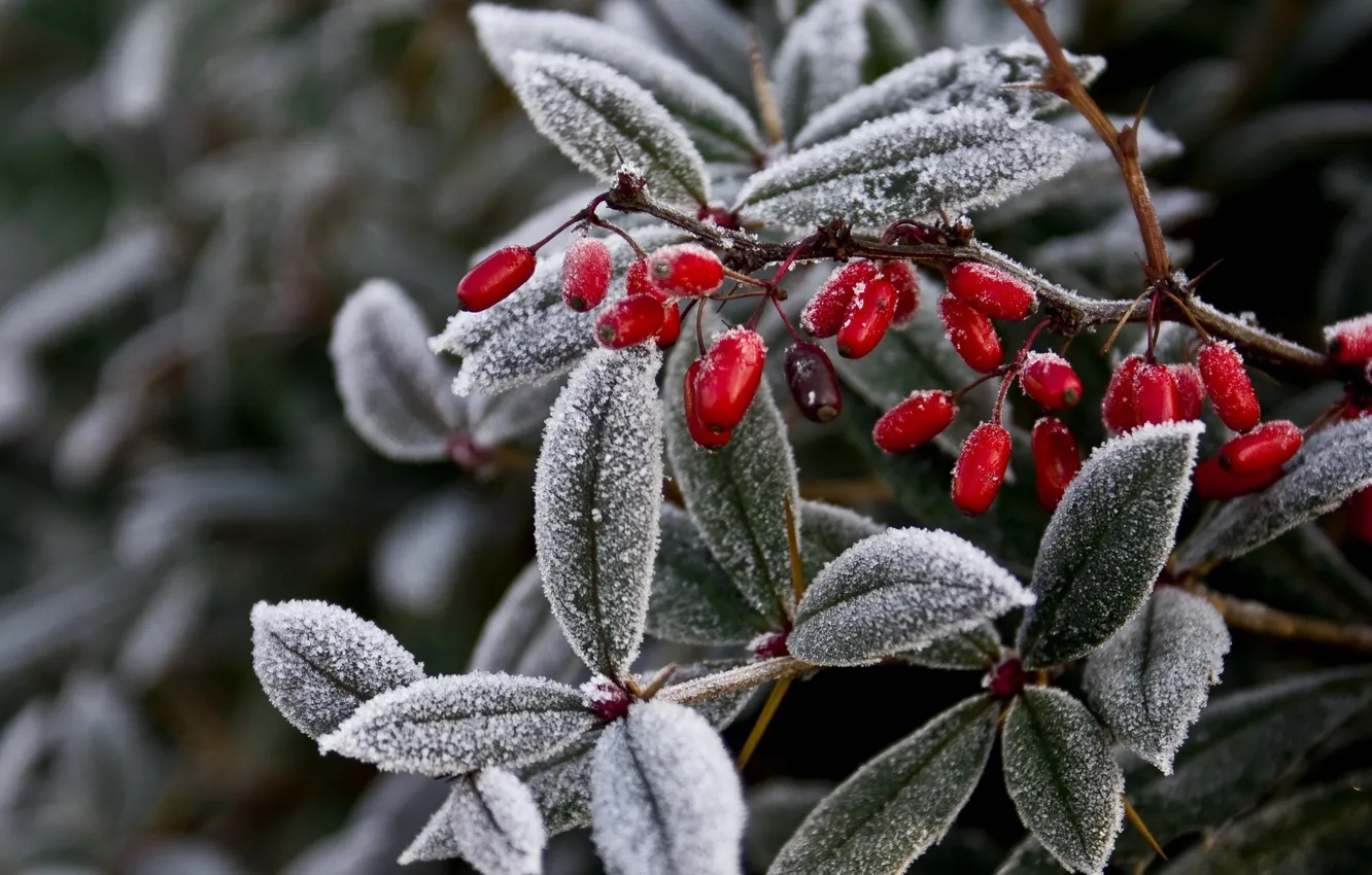 Фото обои зима, иней, листья, природа, ягоды, растение, ветка, мороз